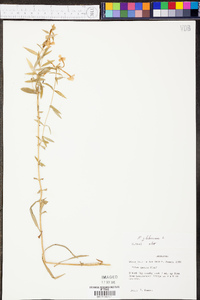 Phlox glaberrima image