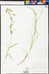 Phlox glaberrima image