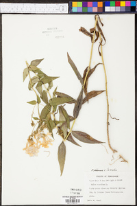 Phlox glaberrima image