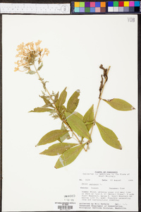 Phlox maculata image