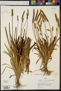 Plantago wrightiana image