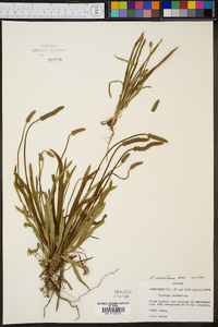 Plantago wrightiana image