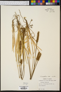 Plantago wrightiana image