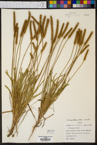 Plantago wrightiana image