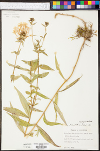 Phlox maculata image