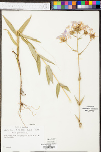 Phlox carolina image