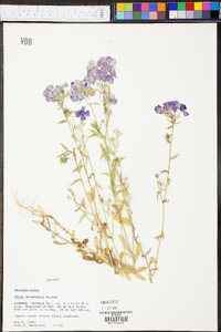 Phlox drummondii image