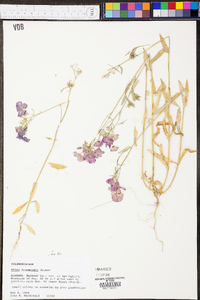 Phlox drummondii image