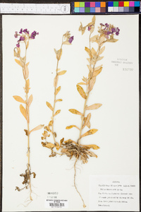 Phlox drummondii image