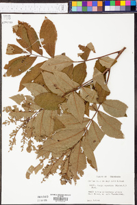 Carya aquatica image