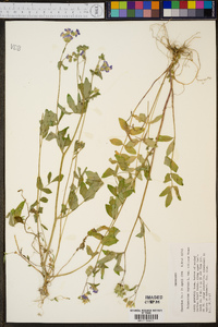 Polemonium reptans var. villosum image