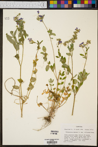 Polemonium reptans image