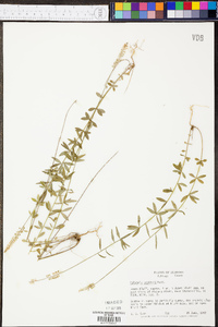 Polygala boykinii image