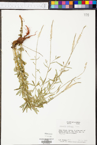 Polygala boykinii image