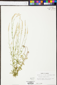 Polygala boykinii image