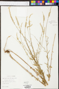 Polygala boykinii image