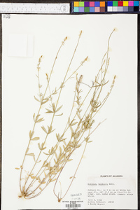 Polygala boykinii image