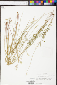 Polygala boykinii image