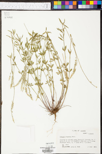 Polygala boykinii image