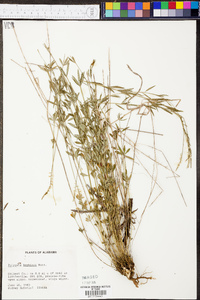 Polygala boykinii image