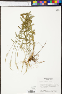 Polygala boykinii image