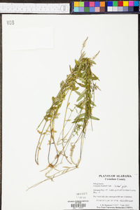 Polygala boykinii image