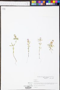 Polygala cruciata image