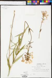 Phlox glaberrima image