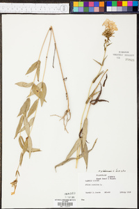 Phlox glaberrima image