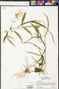 Phlox glaberrima image