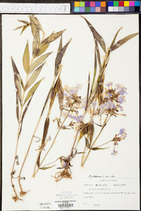 Phlox glaberrima image