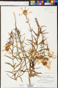 Phlox glaberrima image