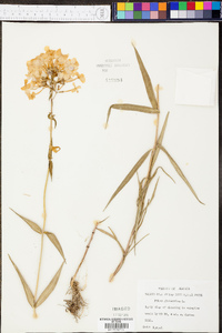 Phlox glaberrima image