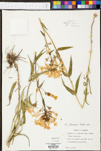 Phlox glaberrima image