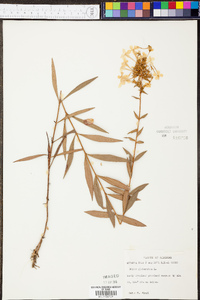 Phlox glaberrima image