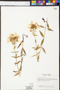 Phlox glaberrima image