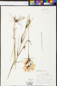 Phlox glaberrima image