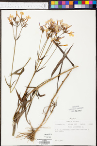 Phlox glaberrima image