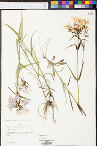 Phlox glaberrima image