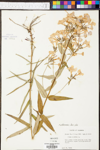 Phlox glaberrima image