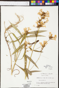 Phlox glaberrima image