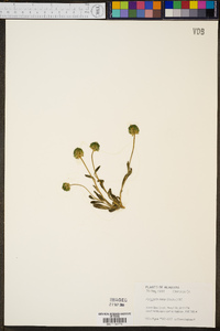 Polygala nana image