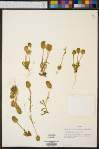 Polygala nana image