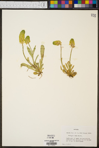 Polygala nana image