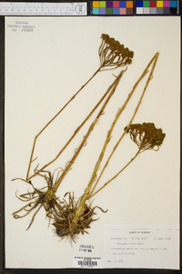 Polygala cymosa image