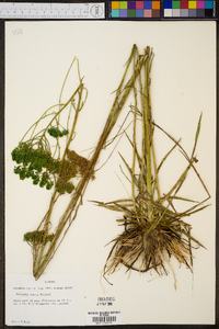 Polygala ramosa image