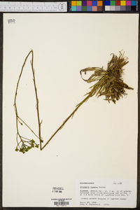 Polygala cymosa image