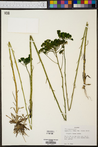 Polygala cymosa image