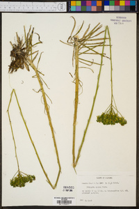 Polygala cymosa image