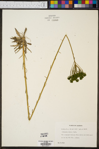 Polygala cymosa image